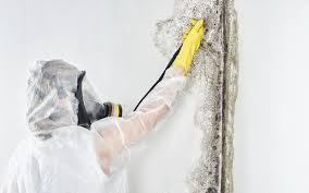 Mold Remediation for Rental Properties in Greenfield, TN